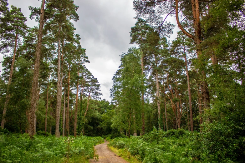 a dirt road with lots of trees on both sides