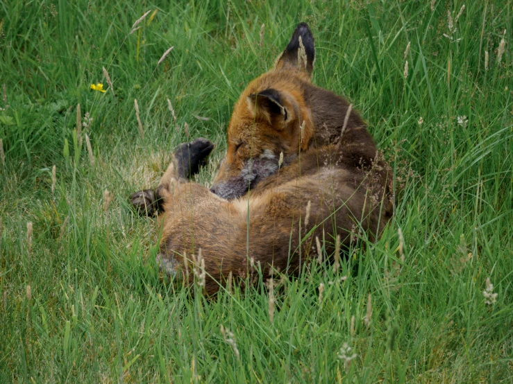 an adult brown bear and a young cub relax in tall grass