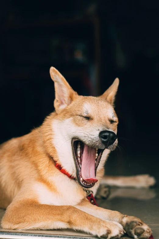 the dingy dog is yawning and sitting down