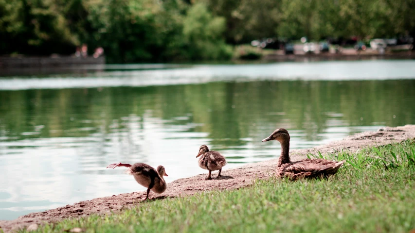 three little ducks stand next to a large body of water