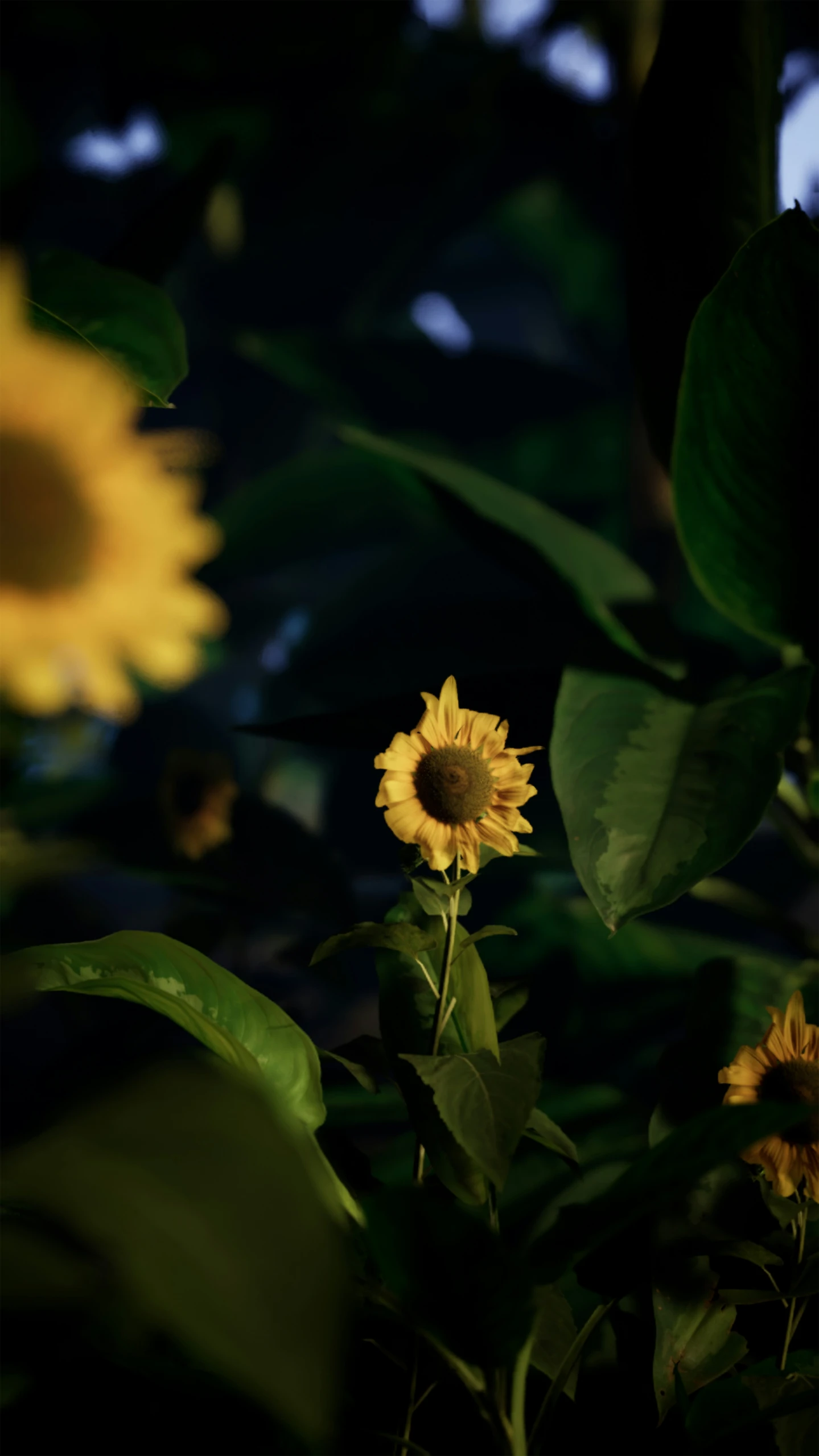 a sunflower that is growing out of a tree