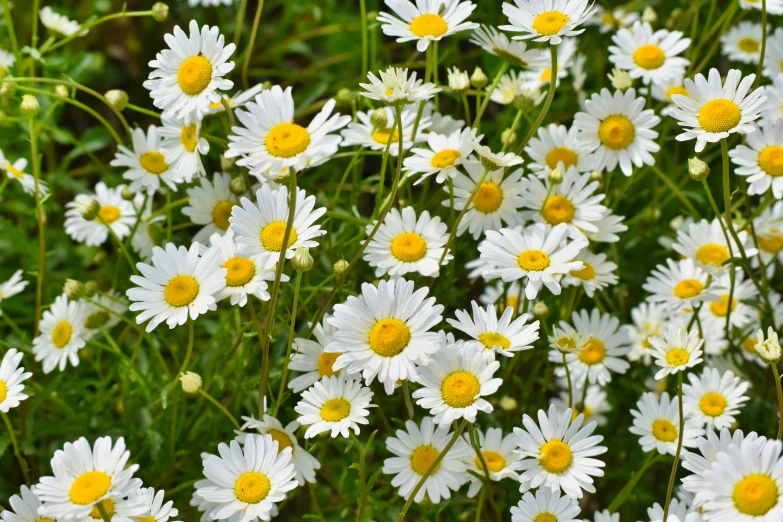 many daisies in a field with yellow center