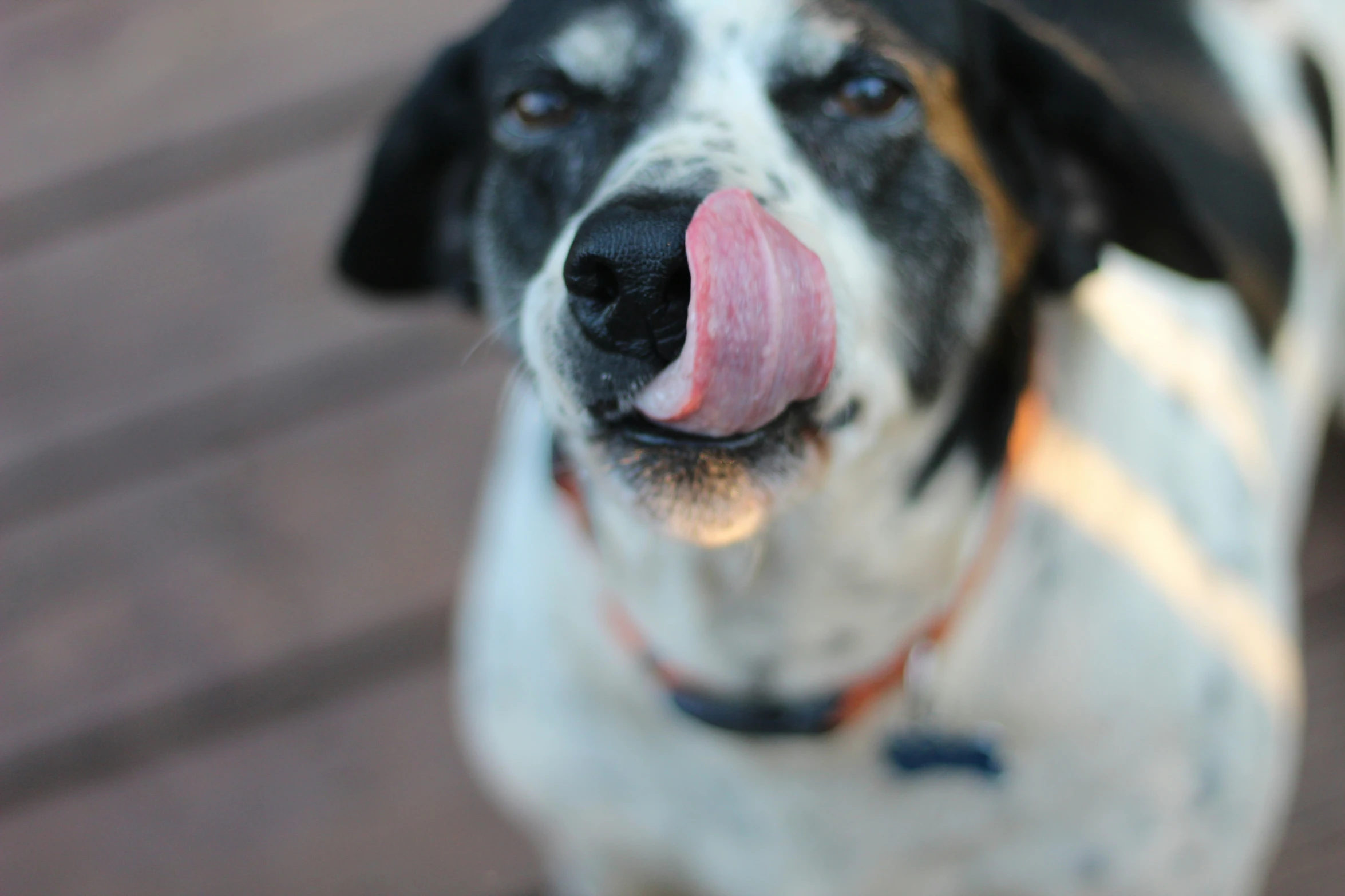 a small dog is sticking his tongue out