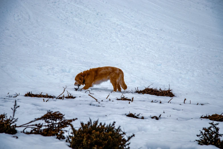 an animal that is walking around in the snow