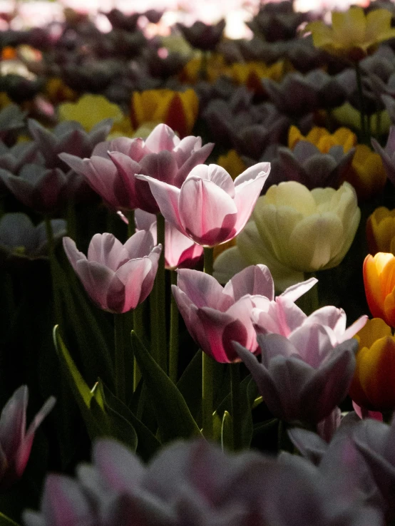 a group of pink flowers in the sun