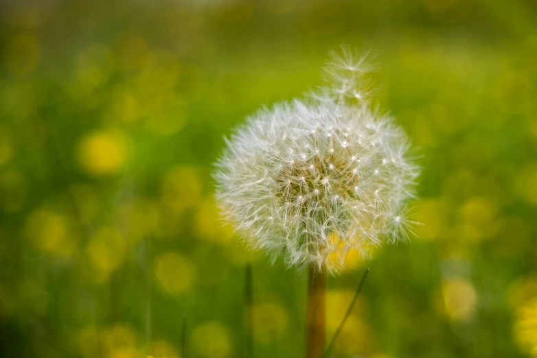 a dandelion on a green field, with yellow and green flowers