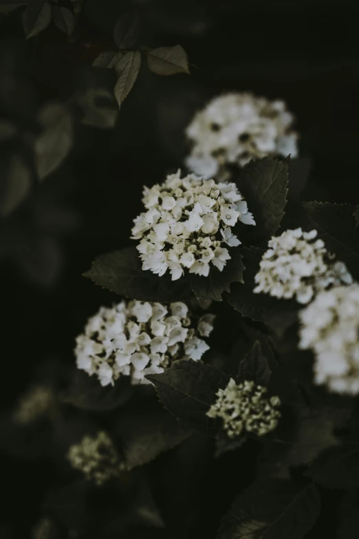 a cluster of white flowers and leaves on a bush