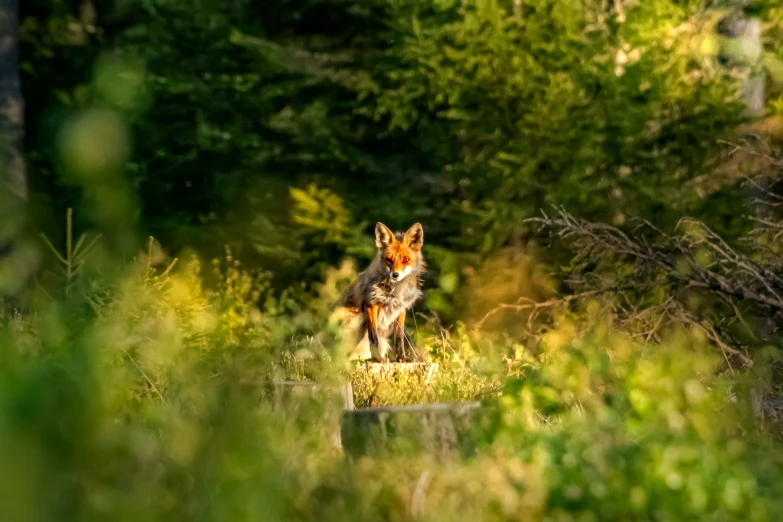 a fox is shown in the middle of tall grass