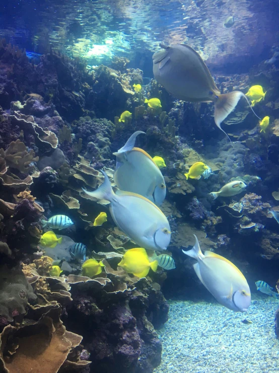 a group of fish in a large aquarium