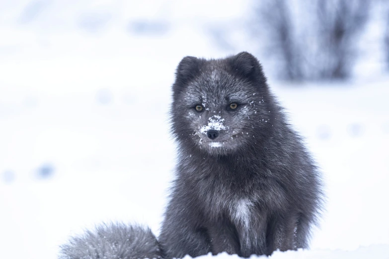 a close up of a very furry animal in the snow