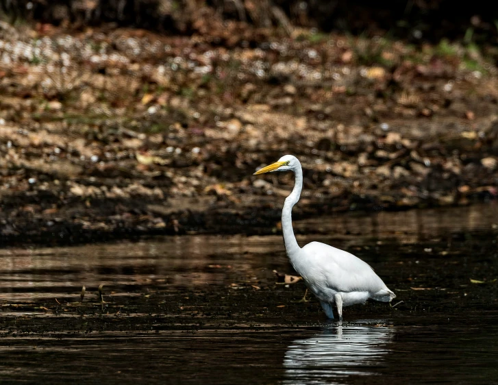 the large white bird has it's head in water