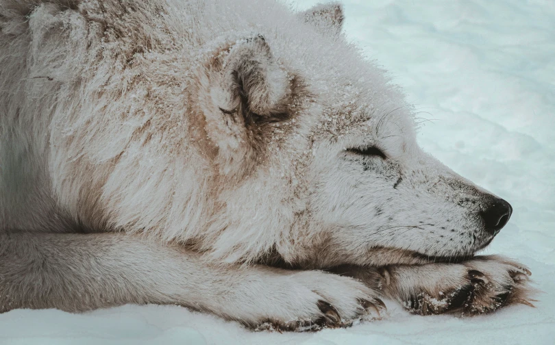 a polar bear that is laying down in the snow