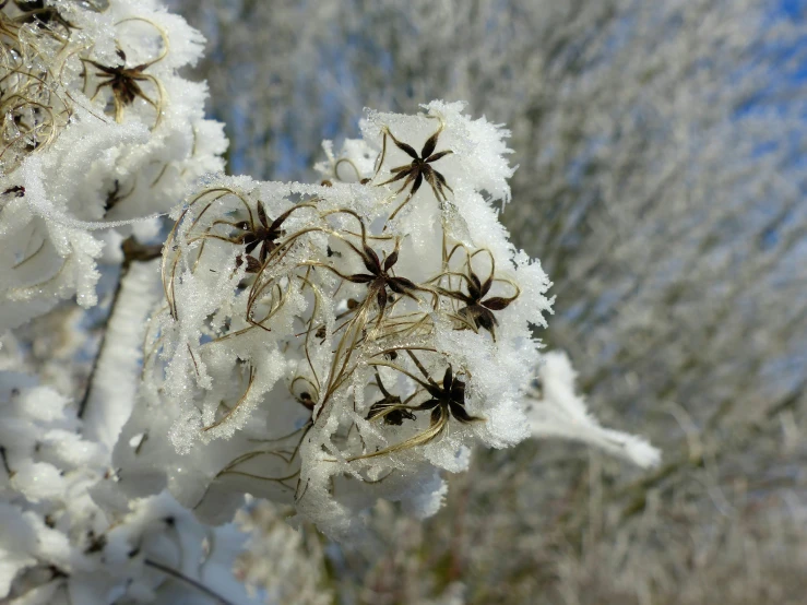 some type of icey plant with spiders sitting on it