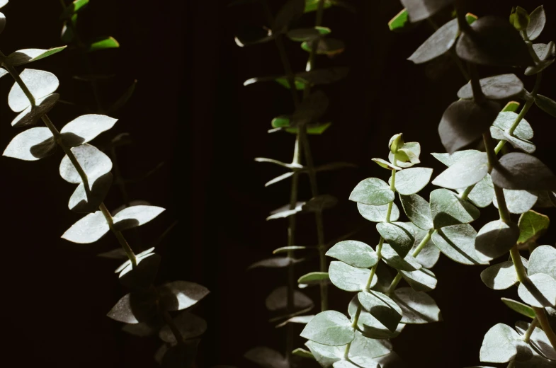 small green leaves glow from the shadows of trees