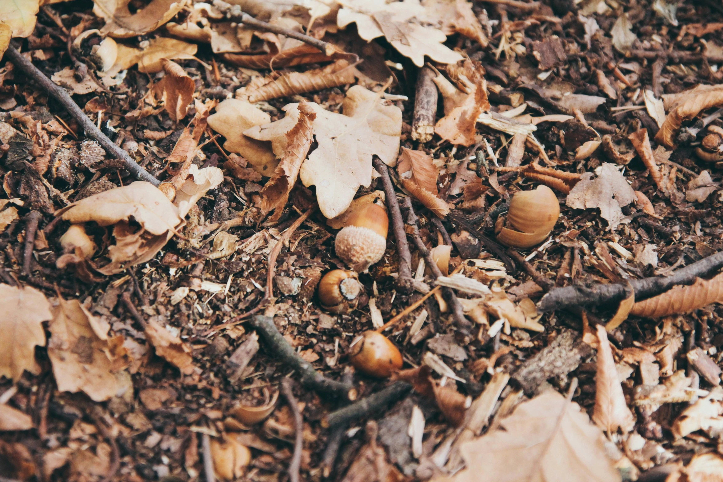 a variety of autumn leaves, nuts and leaves
