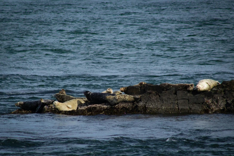 a group of seals laying on a rock formation