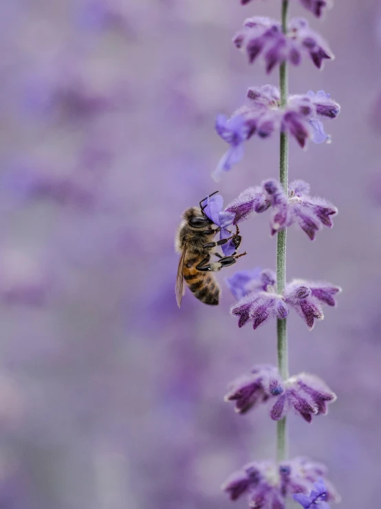 a bee on some purple flowers by itself