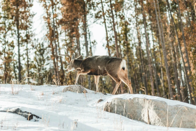 a deer is walking in the snow along with trees