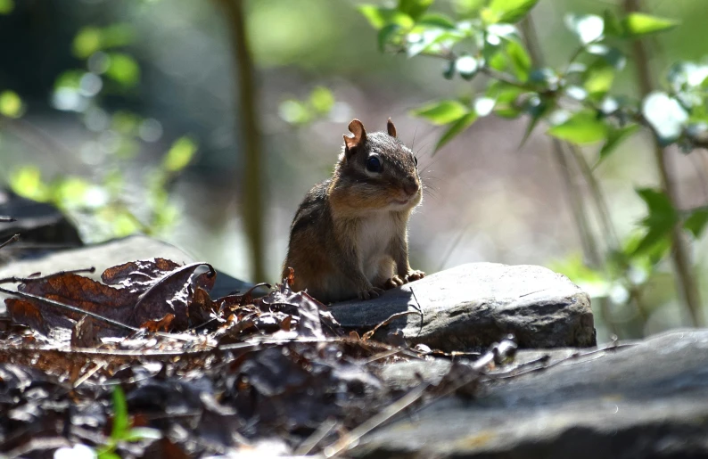 a small squirrel sitting on the ground near the woods