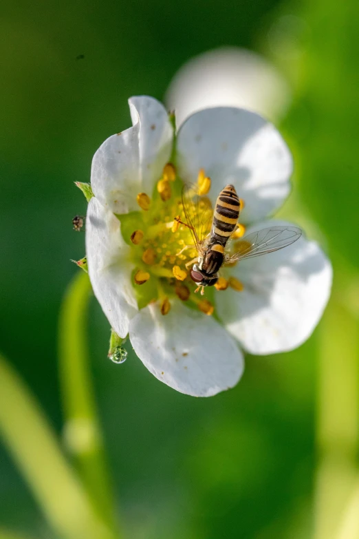 a very pretty white flower with a bee on it