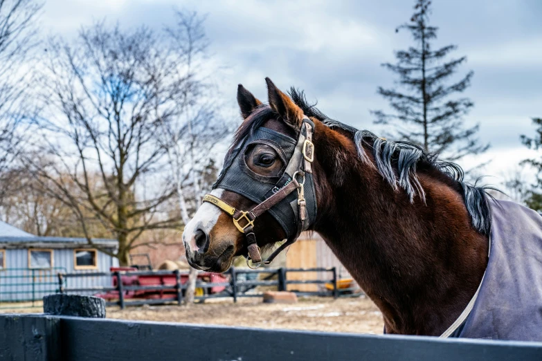 a horse wearing a blanket is by the fence