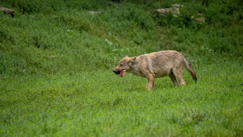 a big dog that is standing in the grass