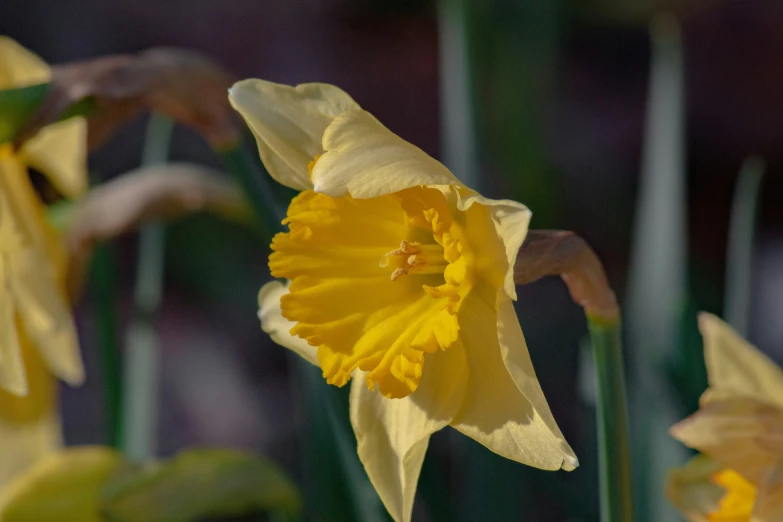 yellow flowers with short leaves and stems