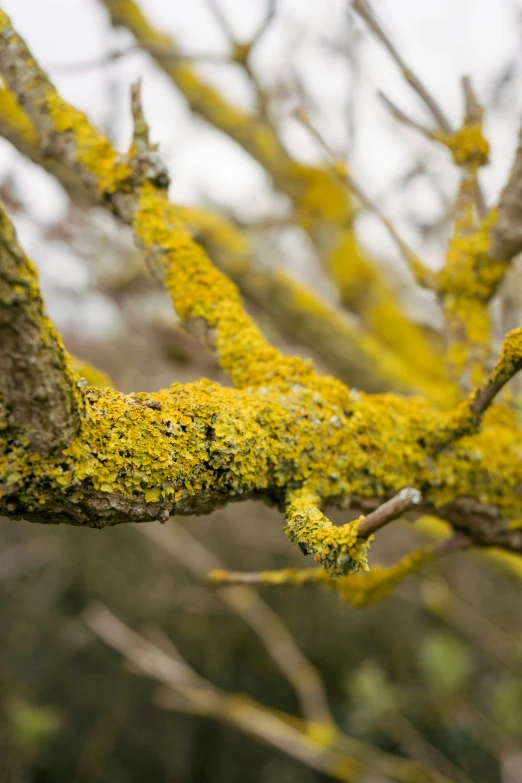 a tree covered in green moss and brown leaves