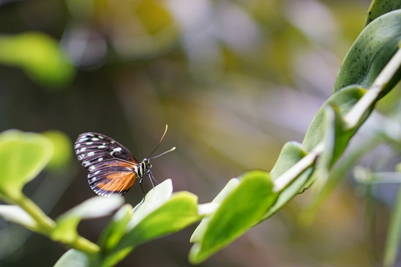 there is a very pretty orange erfly perched on the tree nch