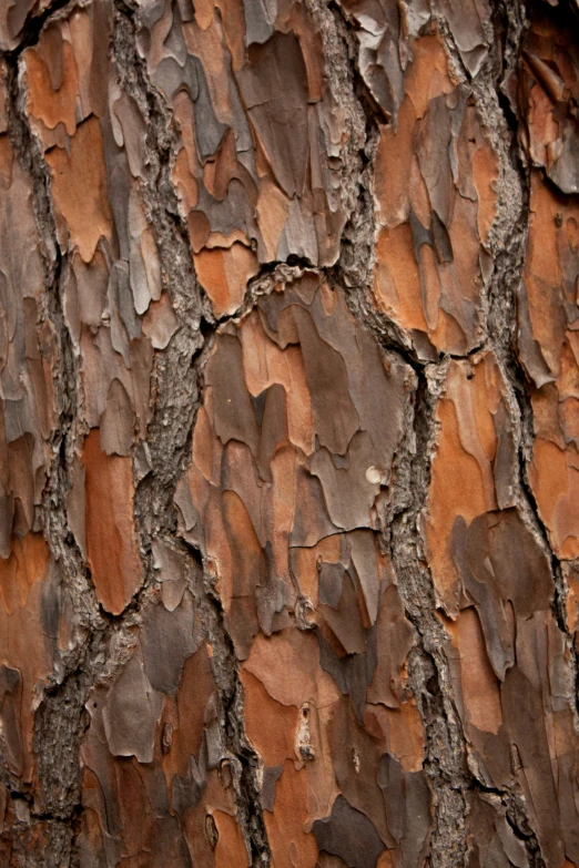 the bark of an old, weathered tree with lots of brown s