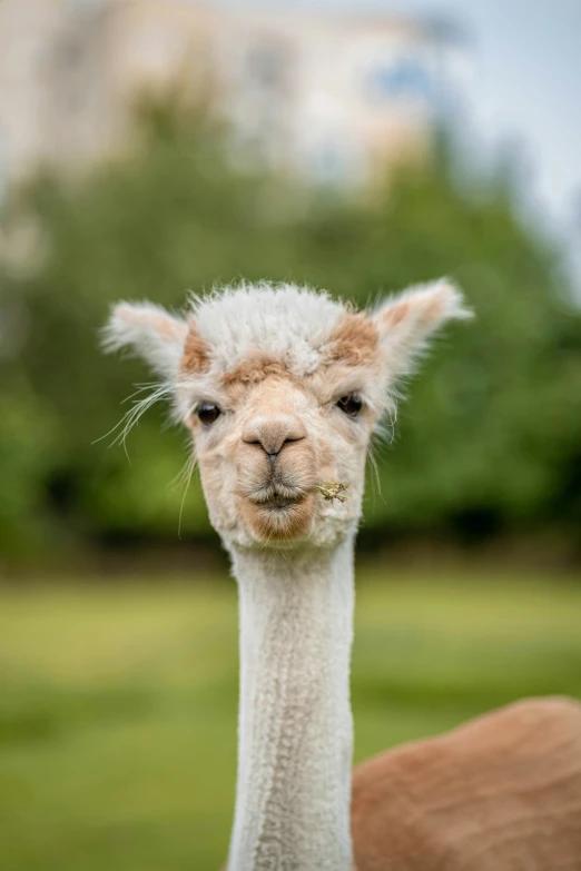 a white and tan llamas in a field