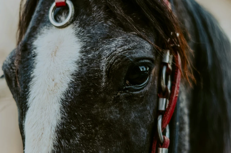 closeup of black and white horse's face with bridle and iding