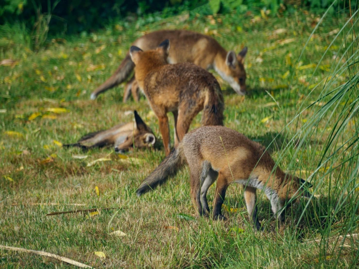 two small baby animals are in the grass