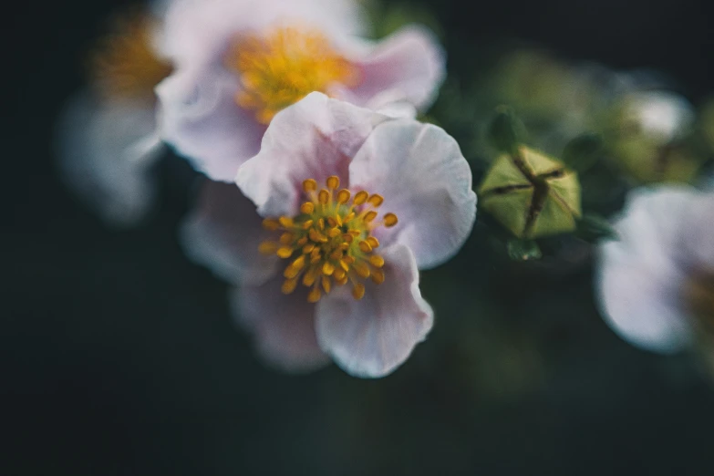 the three flowers have yellow center