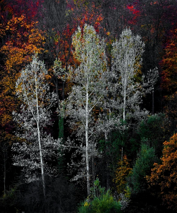 several large trees in the woods on a dark day