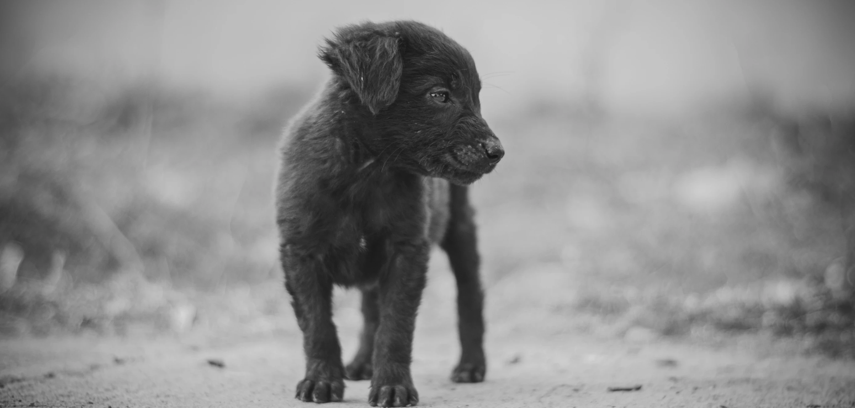 this puppy has two eyes and no ears