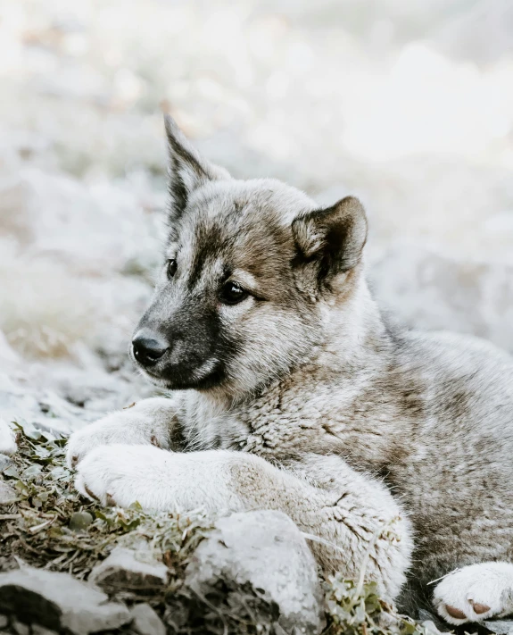 a baby gray wolf laying down in the snow