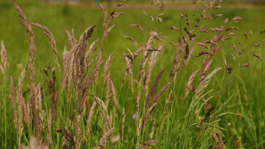 a field with many small brown plants in it