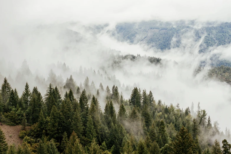 a picture of the mountain and trees are all covered by clouds