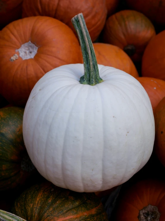 a large white pumpkin on display in a large pile