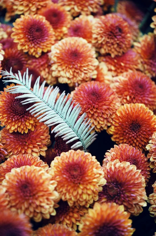 closeup image of red and orange flowers with green leafs