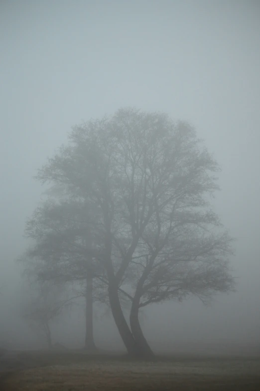 a lone tree stands in a foggy landscape