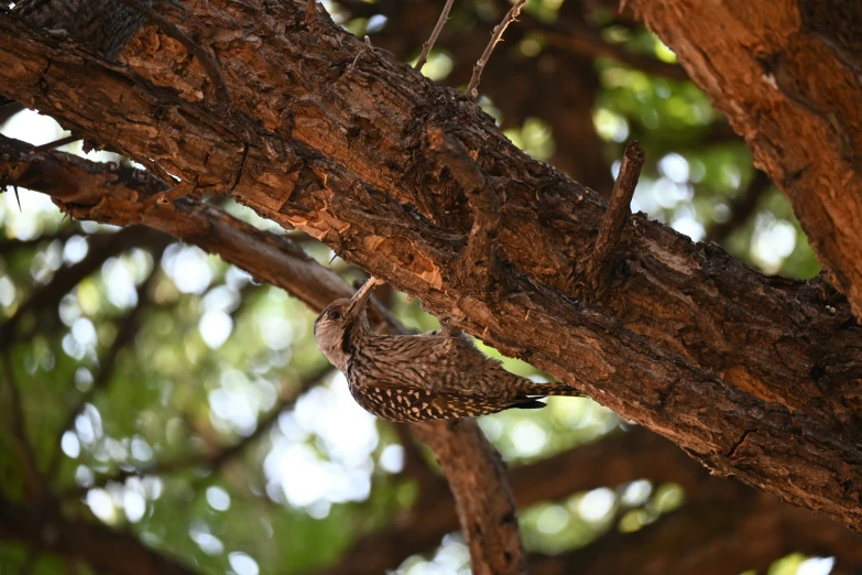 the small bird is in the tree next to the nch