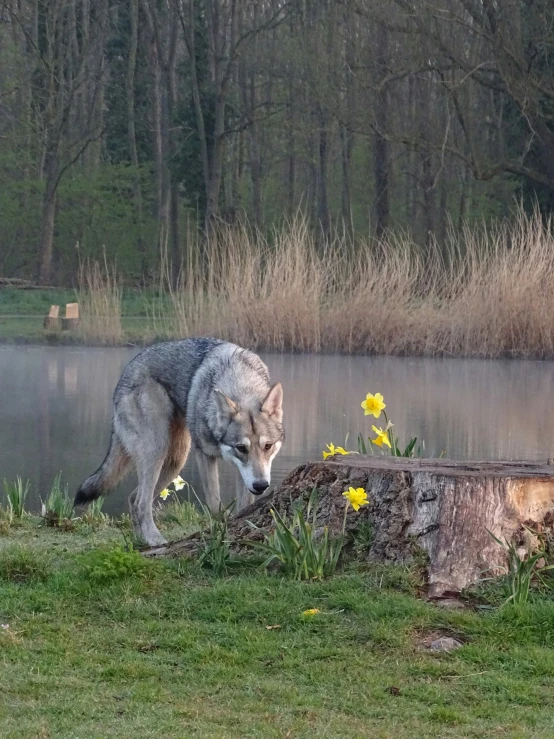 a wolf is sniffing the ground next to the water