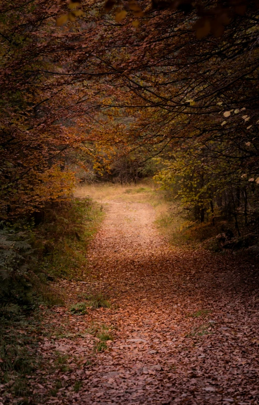 an image of the path in the woods