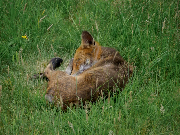 two foxes are cuddling in the tall grass