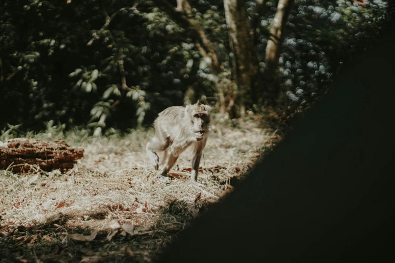 a white monkey walking through the grass next to a forest