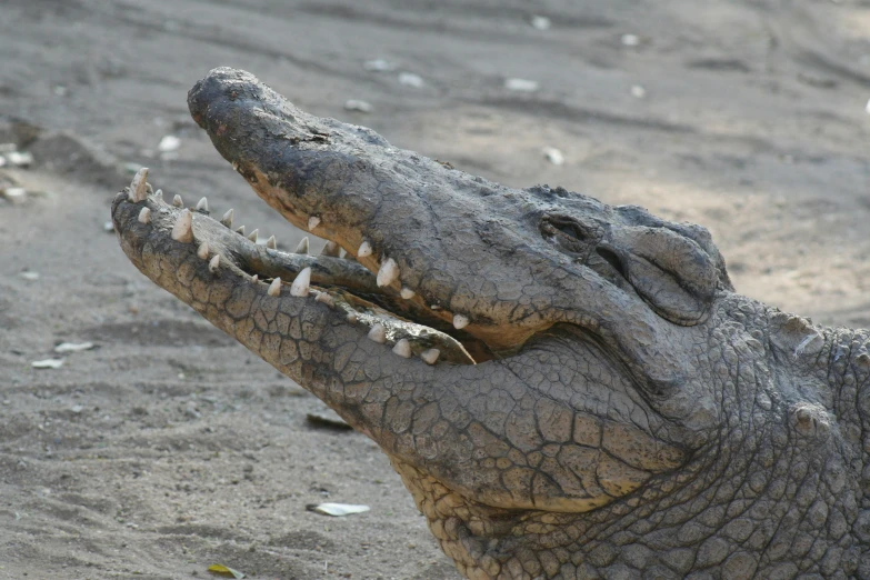 a crocodile has its head down with its mouth open