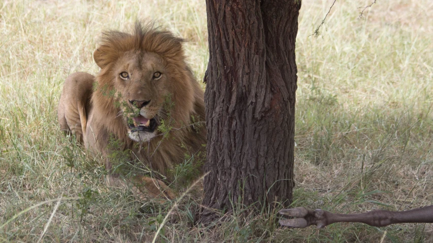 a lion is standing near a tree in the savannah