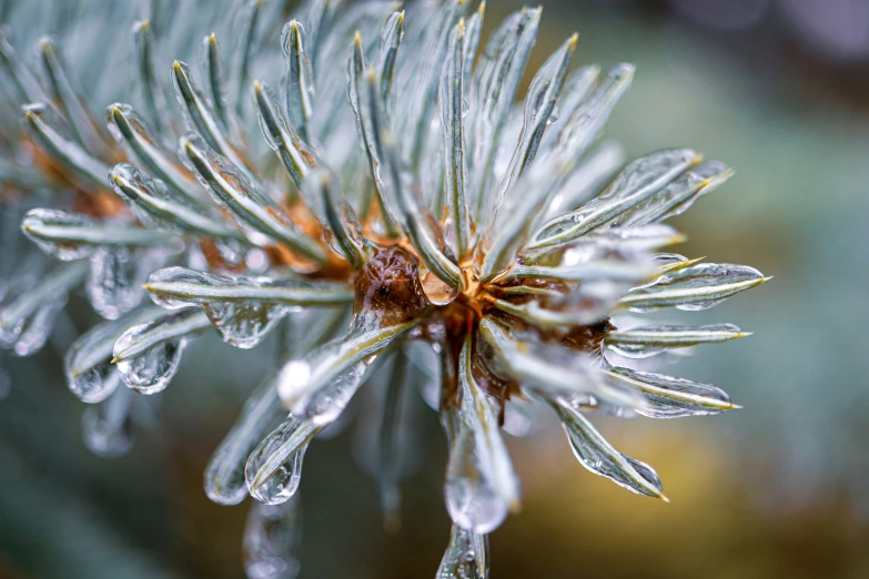 a close up of a pine tree with water droplets